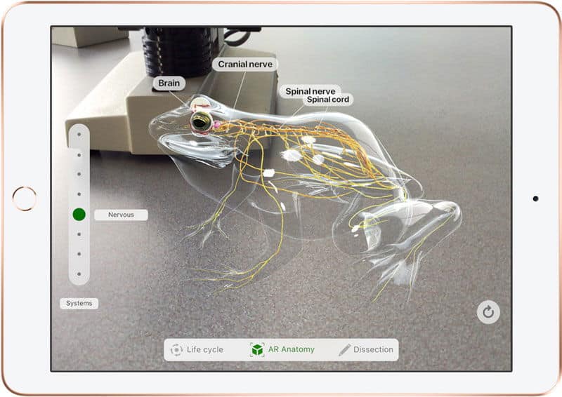 Front view of Samsung Galaxy Tab showing AR frog anatomy diagram, nervous system labeled, on a gray tabletop.