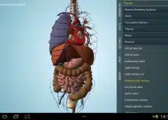 Anatomy app showing detailed 3d model of human organs including heart, lungs, and digestive system on android device screen
